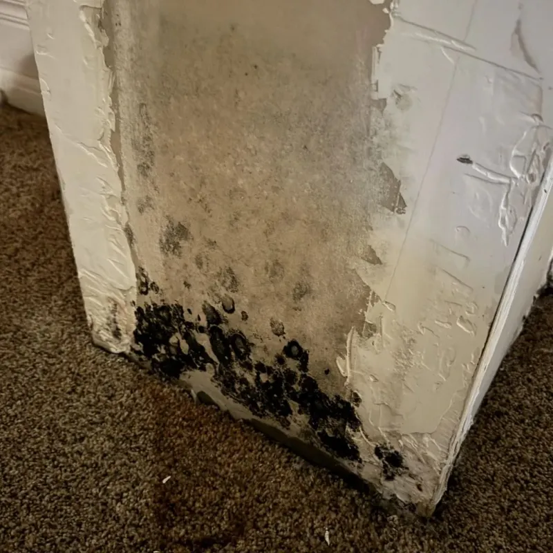 Professional Mold Removal in Brush, CO